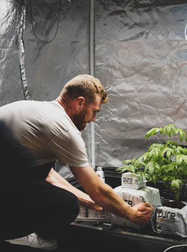 Cannabis Farmer